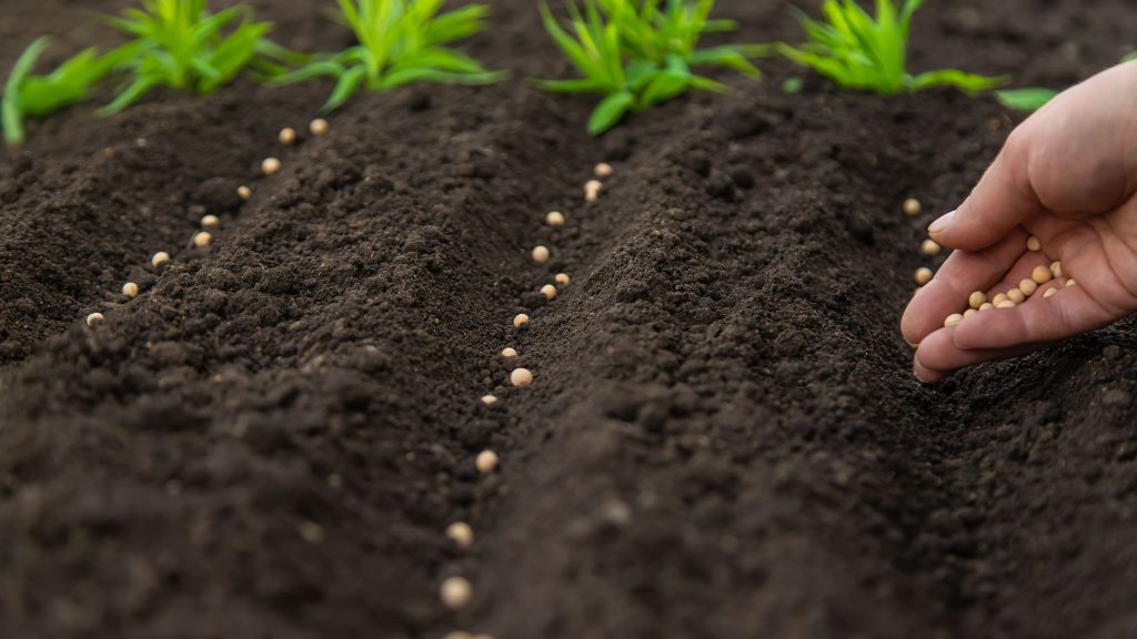 Unlocking the Secrets of Soil Health: How Fertilizers Play a Vital Role