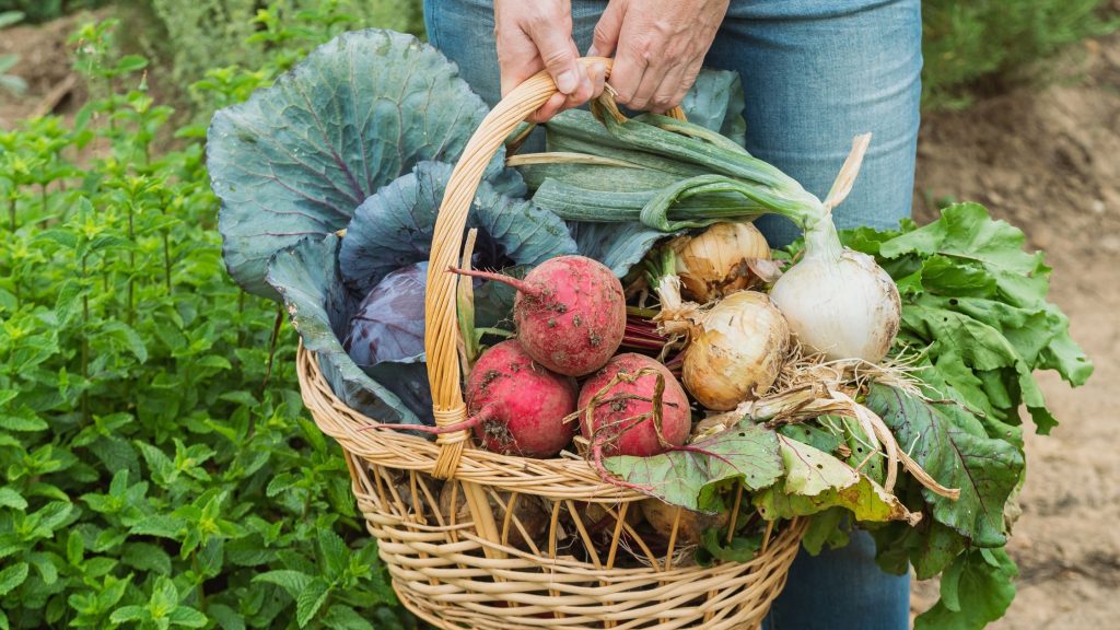 Unlocking the Secrets of Soil Health: How Fertilizers Play a Vital Role