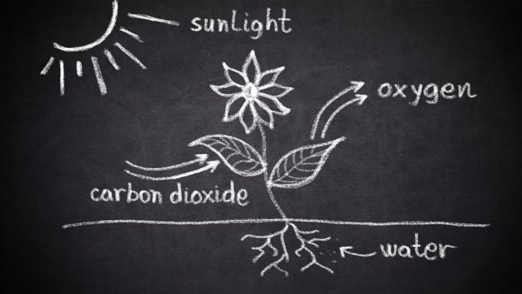 Revolutionizing Agriculture: An Insight Into geo AMINOPEST