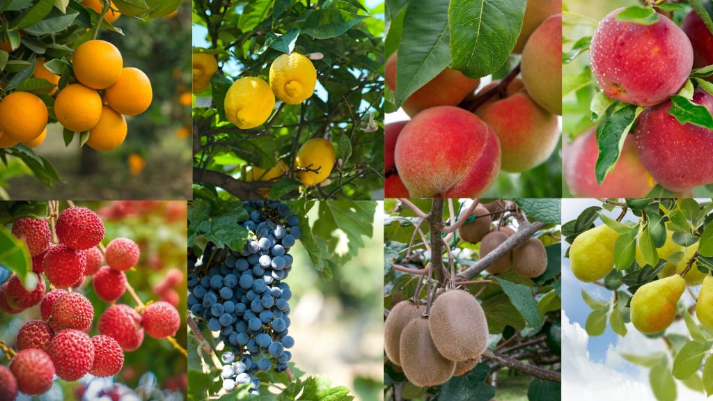 Revolutionizing Agriculture: An Insight Into geo AMINOPEST