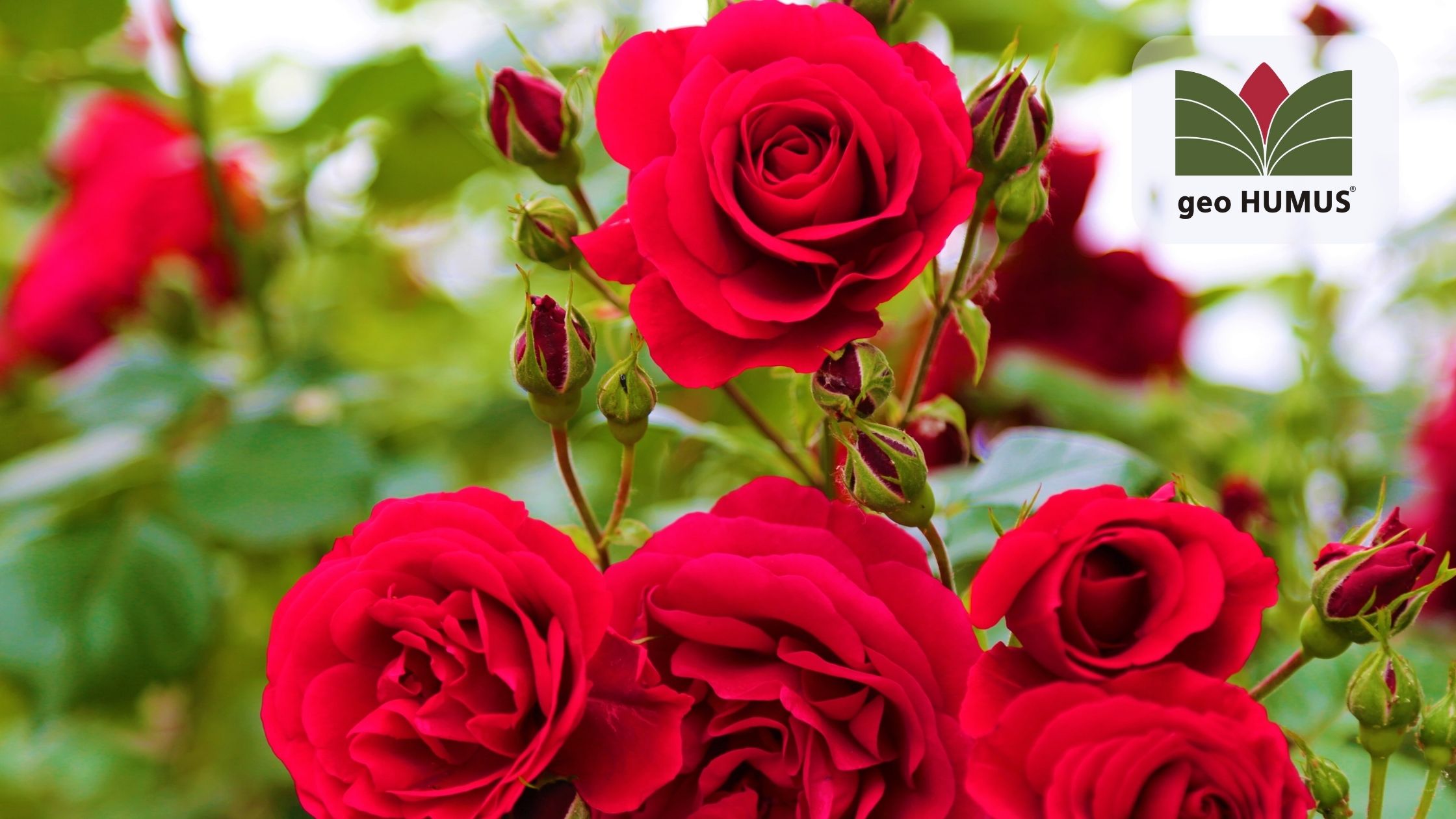 Beginner's Guide to Growing Roses: Tips and Tricks for Thriving Roses