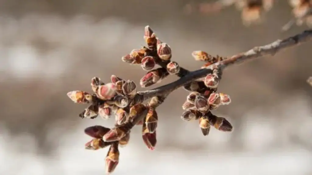 January Almond Magic: How GeoHumus Products Transform Your Orchard